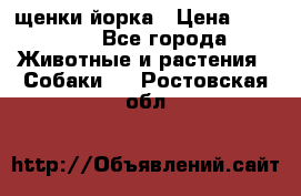 щенки йорка › Цена ­ 15 000 - Все города Животные и растения » Собаки   . Ростовская обл.